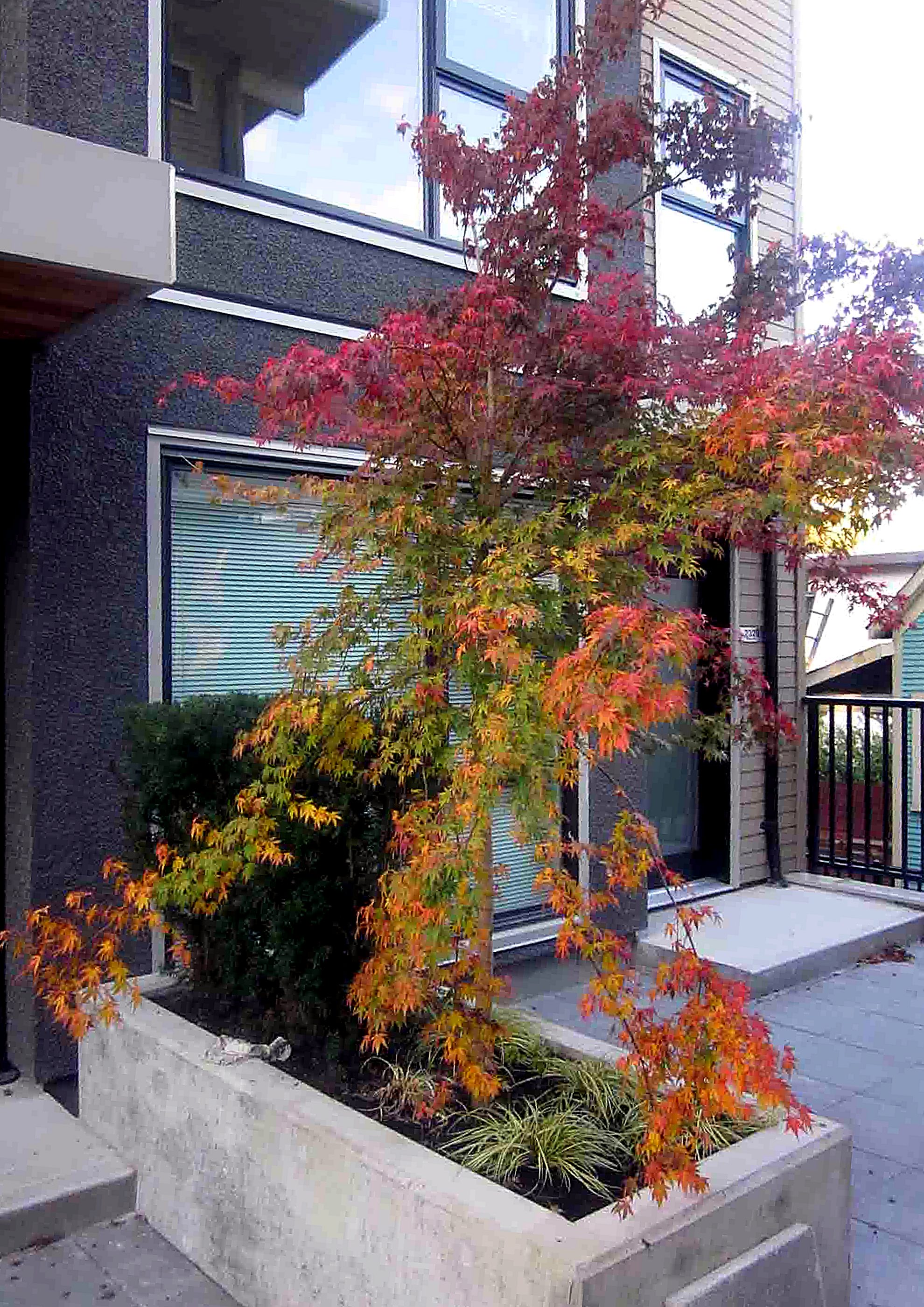 Condo courtyard with Japanese maples and concrete planters