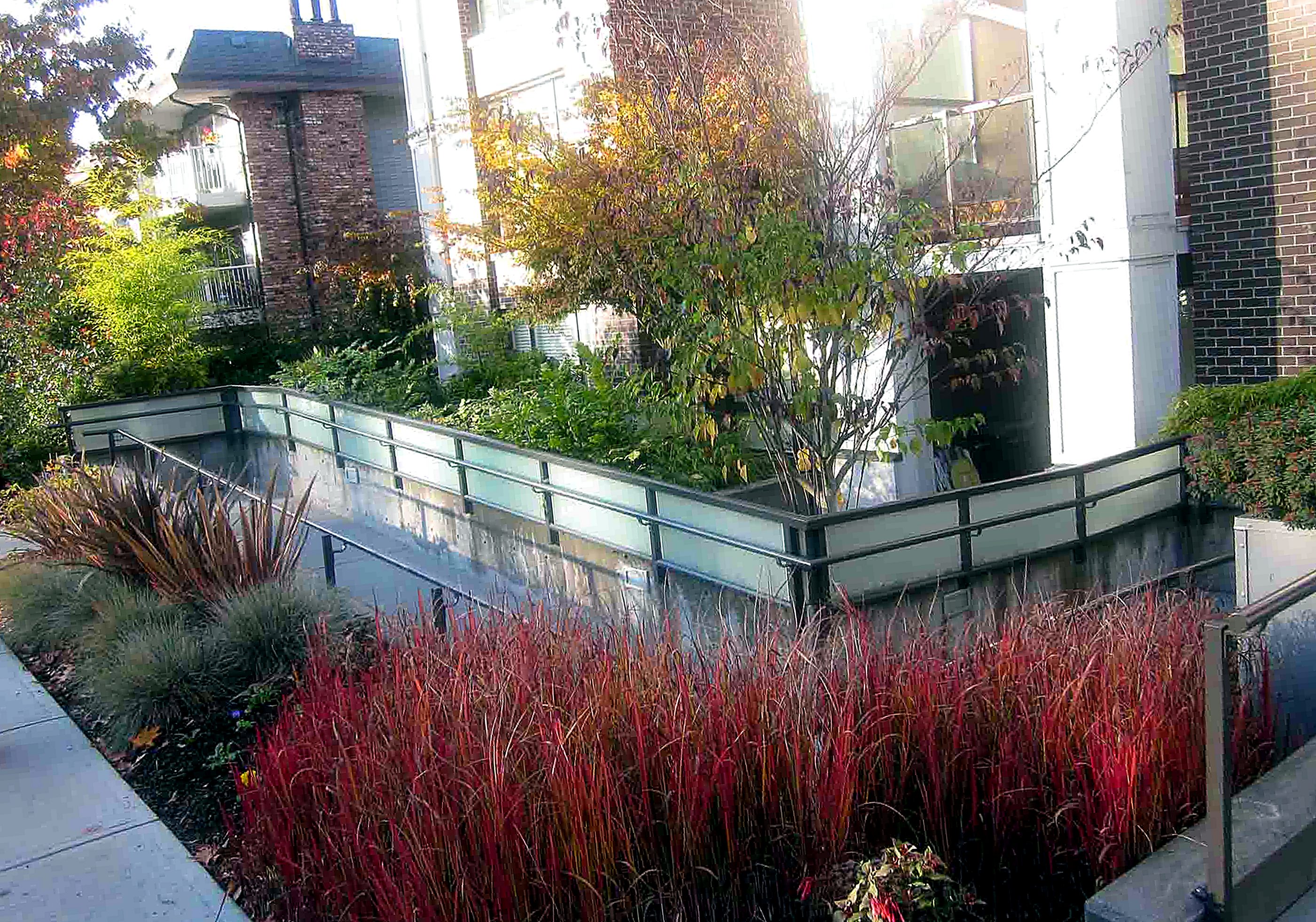 Red-twig dogwood and grasses at a building entry