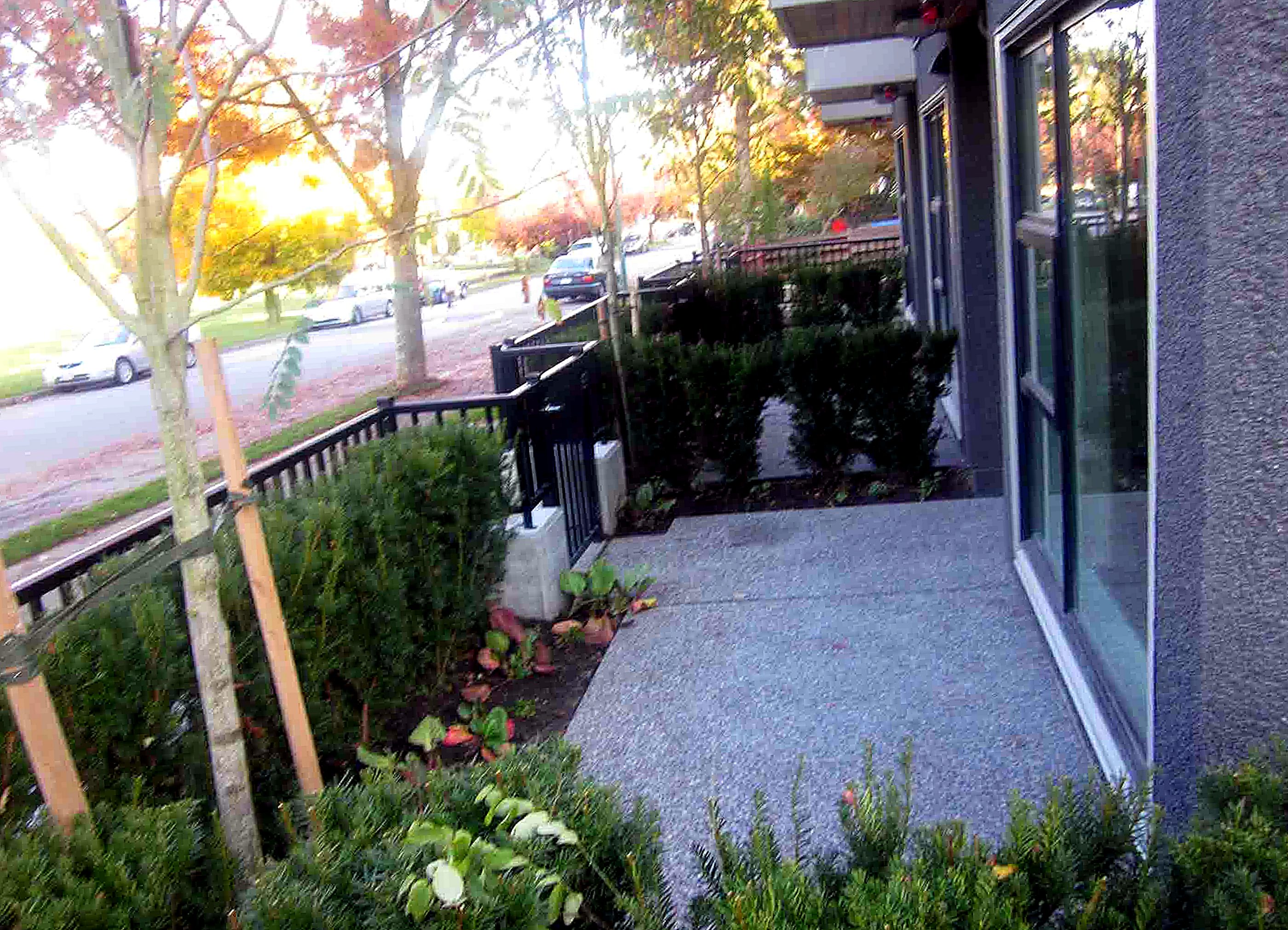 Townhome walkway with fresh hedging and street trees