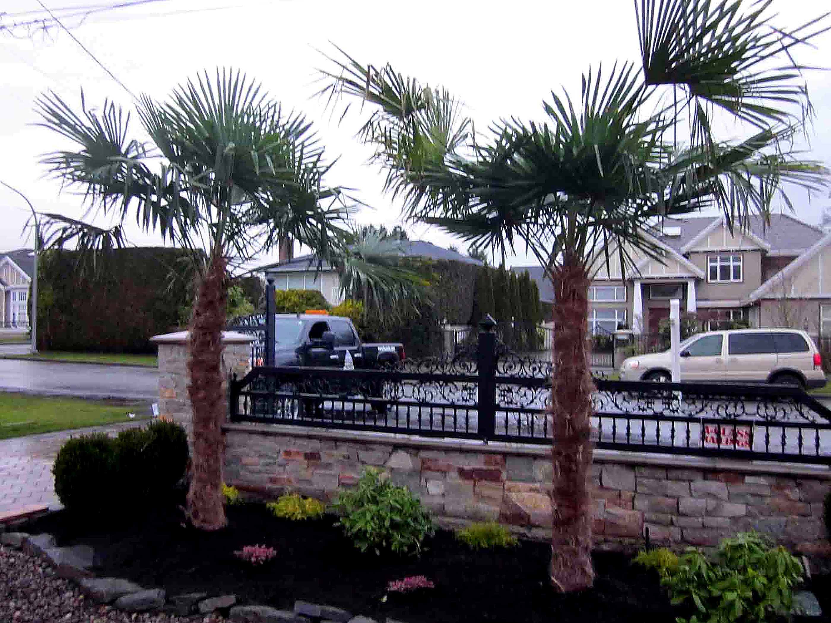 Palm trees over a stone wall with wrought iron fence