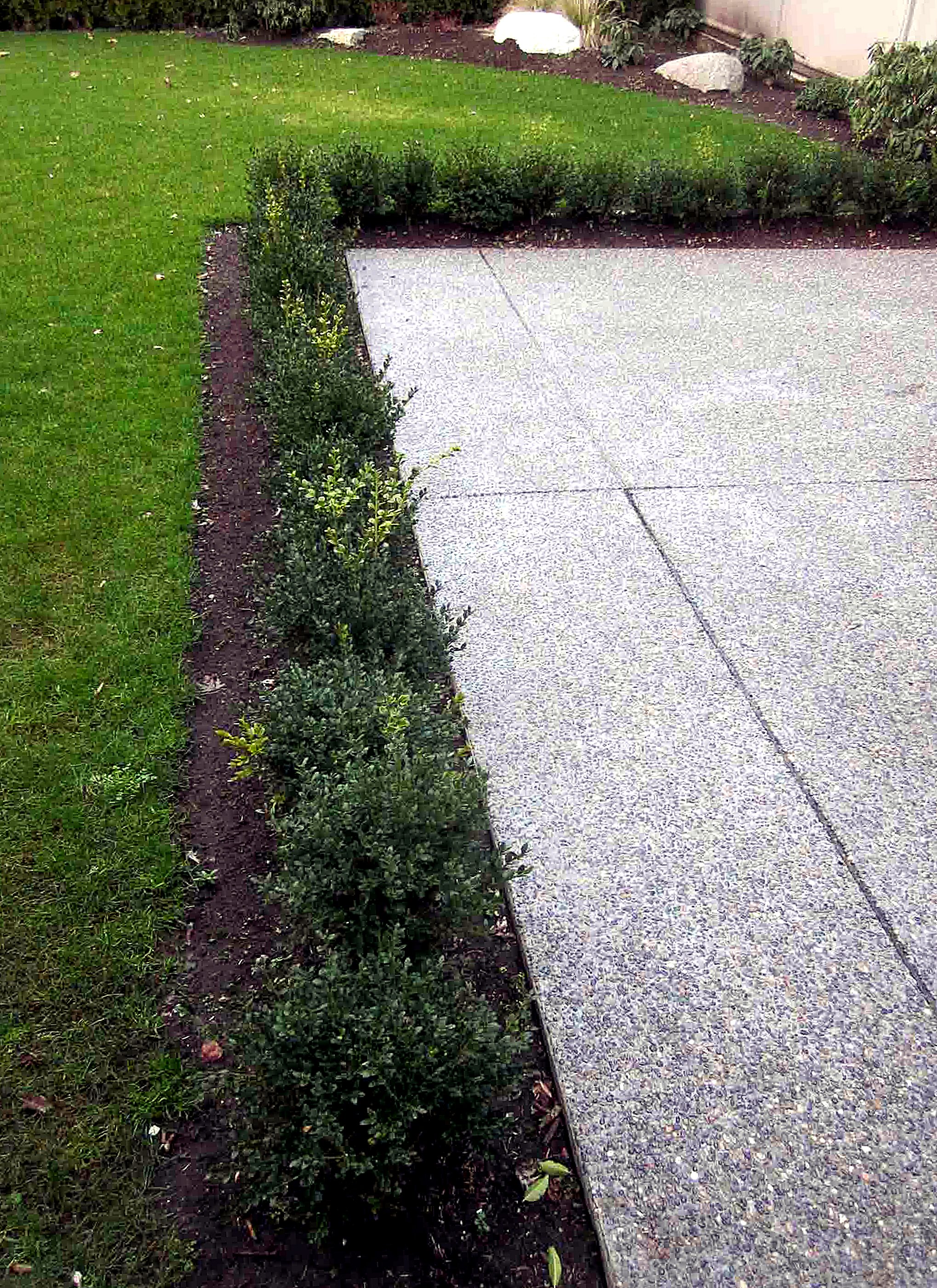 Exposed aggregate walkway edged with fresh sod